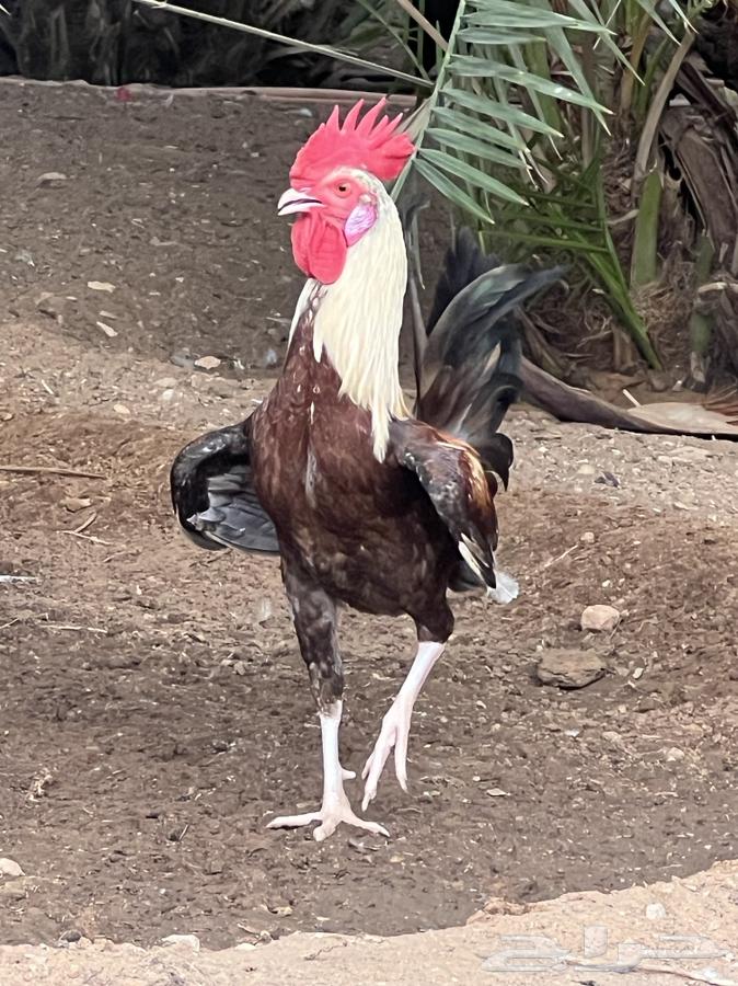 ديك شوكي ترثه عرف سياف64436426857089111