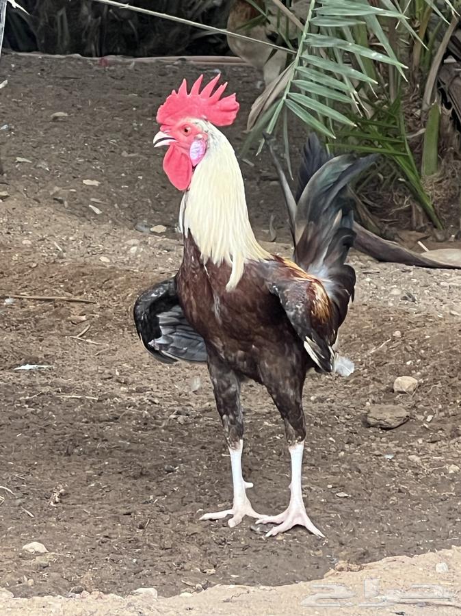 ديك شوكي ترثه عرف سياف64436426857089112