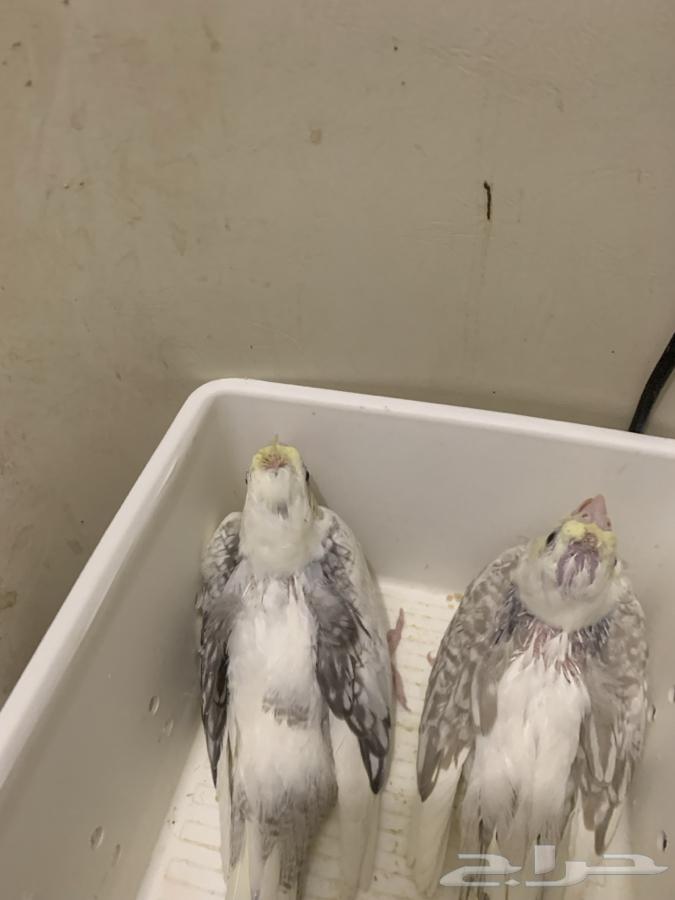 فروخ كروان مميزه تم البيييع64433593183363110