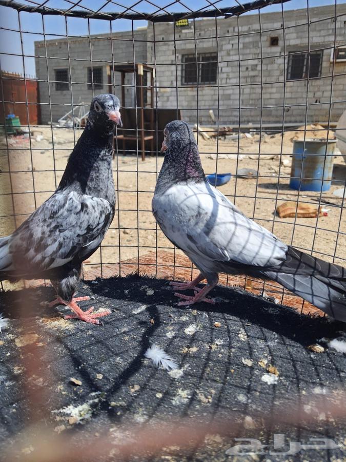 RAM and Teddy Pillows64437679499395111