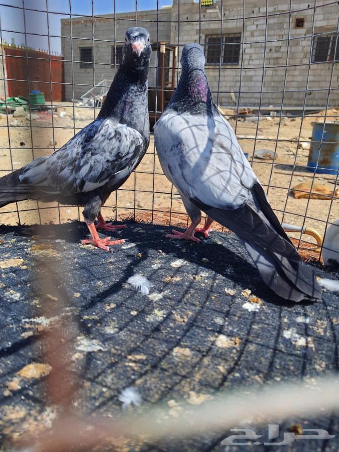 RAM and Teddy Pillows64437679499395112