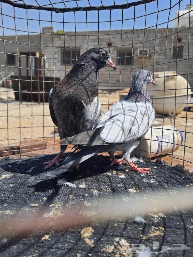 RAM and Teddy Pillows64437679499395114