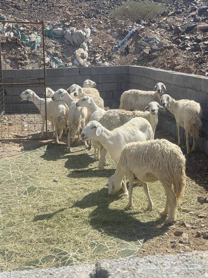 Sheep for sale, good quality, must be paid in advance, pickup from Sennar, quantity 18, offers below 120064435533361665111