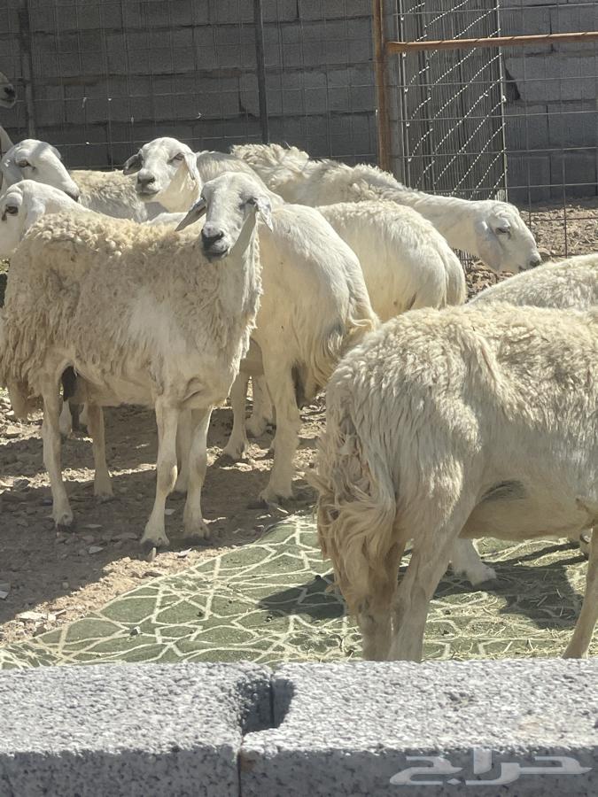 Sheep for sale, good quality, must be paid in advance, pickup from Sennar, quantity 18, offers below 120064435533361665110