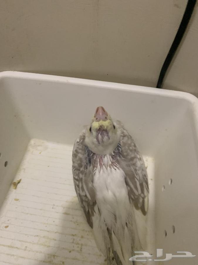 فروخ كروان مميزه تم البيييع64433593183363111