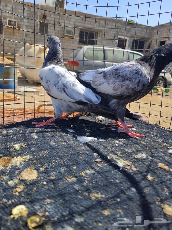 RAM and Teddy Pillows64437679499395113