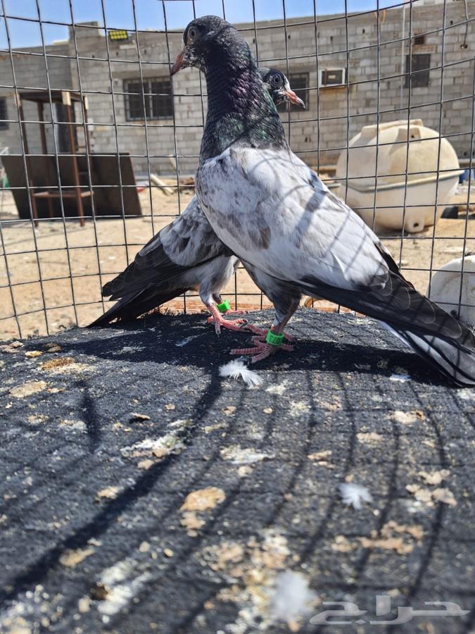 RAM and Teddy Pillows64437679499395110