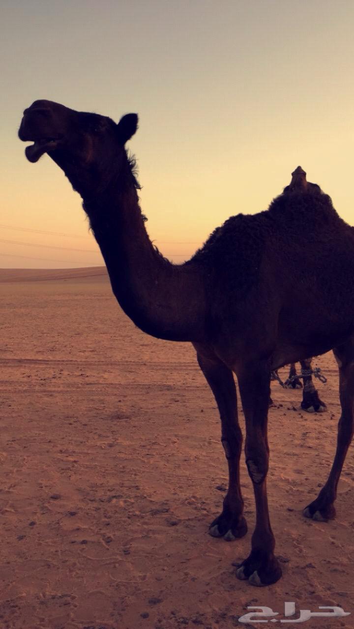 بعير مجهم للبيع منتج64439596453761113