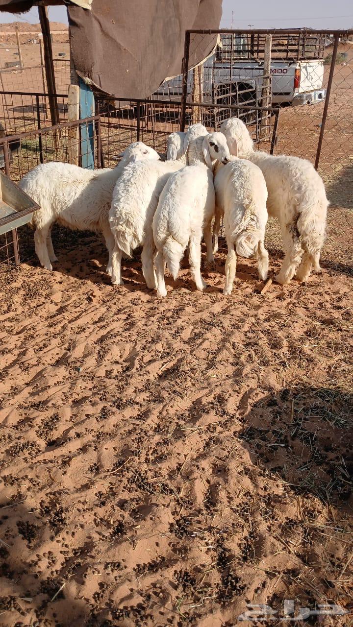 Dhabaeh and Tamaem (Hari Naaim Najd) Cash and Delivery (Tamara Available)64440587645441111