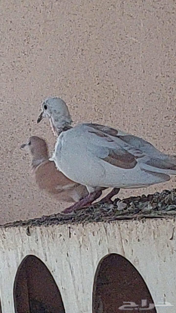 Hamam64439293686785111