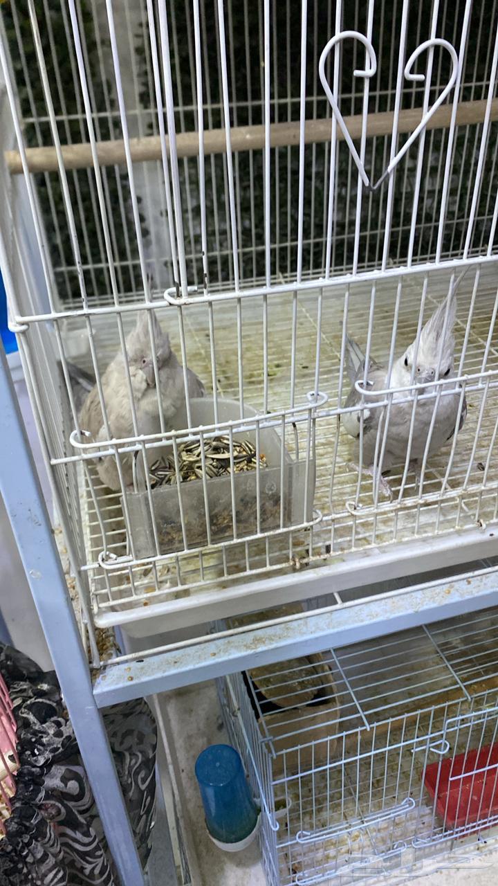 Crowan64435670793985111