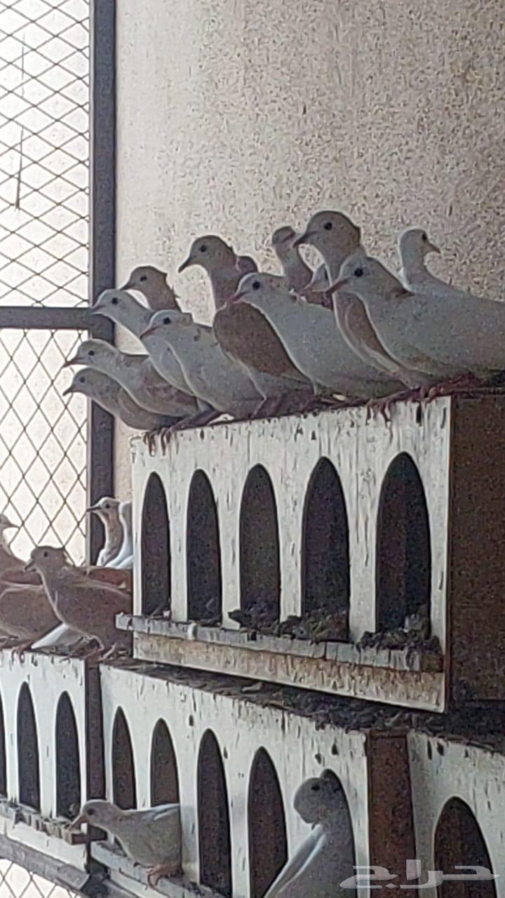 Hamam64439293686785110