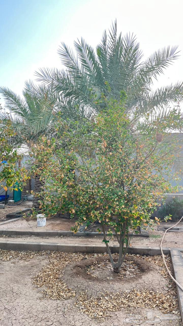 نخل سكري مثمر وارد القصيم واشجار ليمون64439946771713112