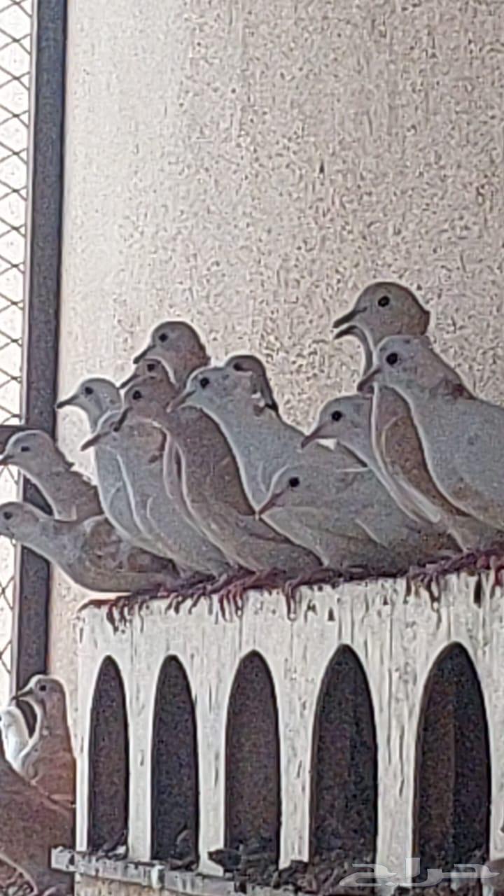 Hamam64439293686785112