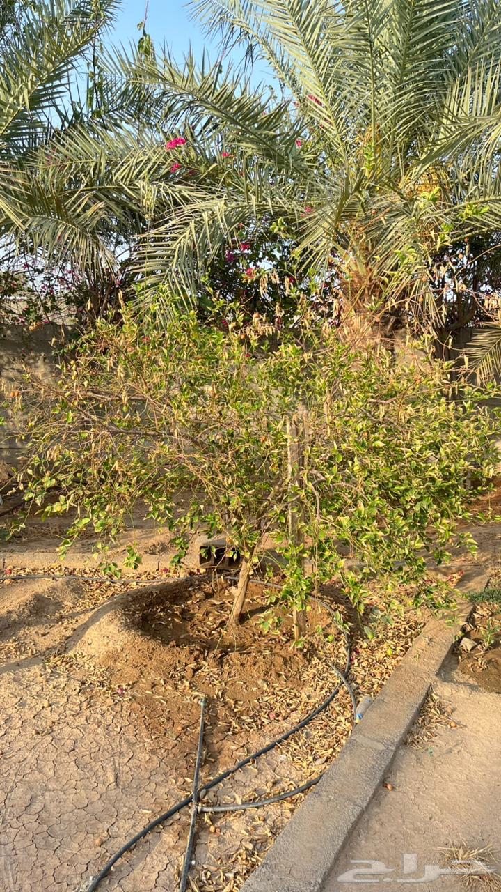 نخل سكري مثمر وارد القصيم واشجار ليمون64439946771713111