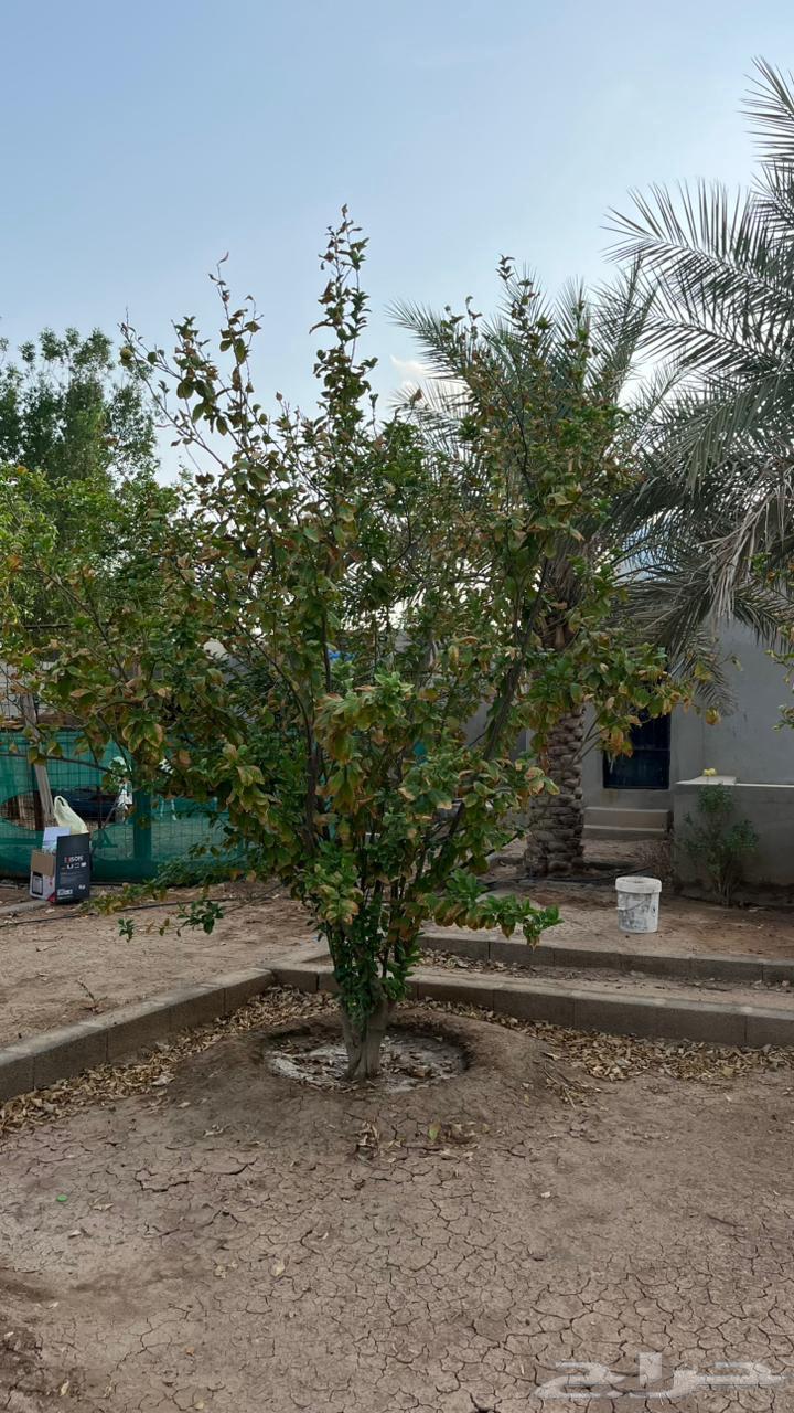 نخل سكري مثمر وارد القصيم واشجار ليمون64439946771713110