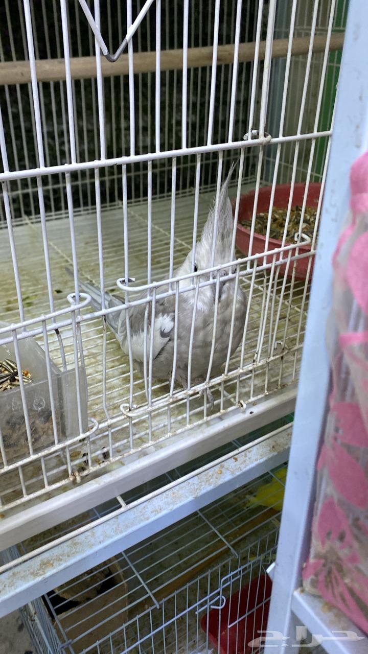 Crowan64435670793985112