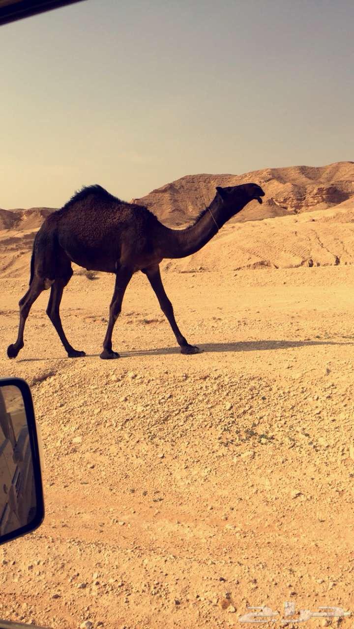 بعير مجهم للبيع منتج64439596453761112