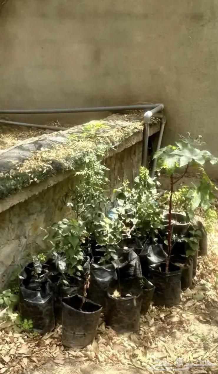 شتلات للبيع بالجمله كميه64440928084993110