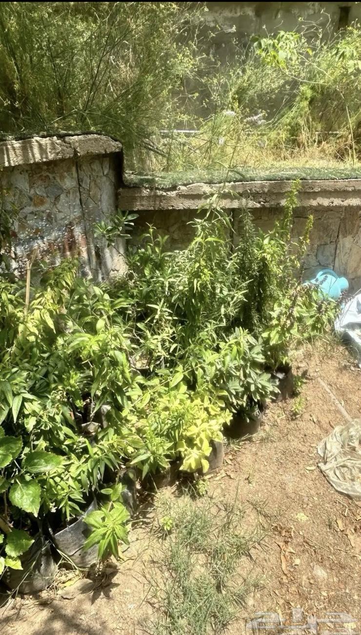 شتلات للبيع بالجمله كميه64440928084993112