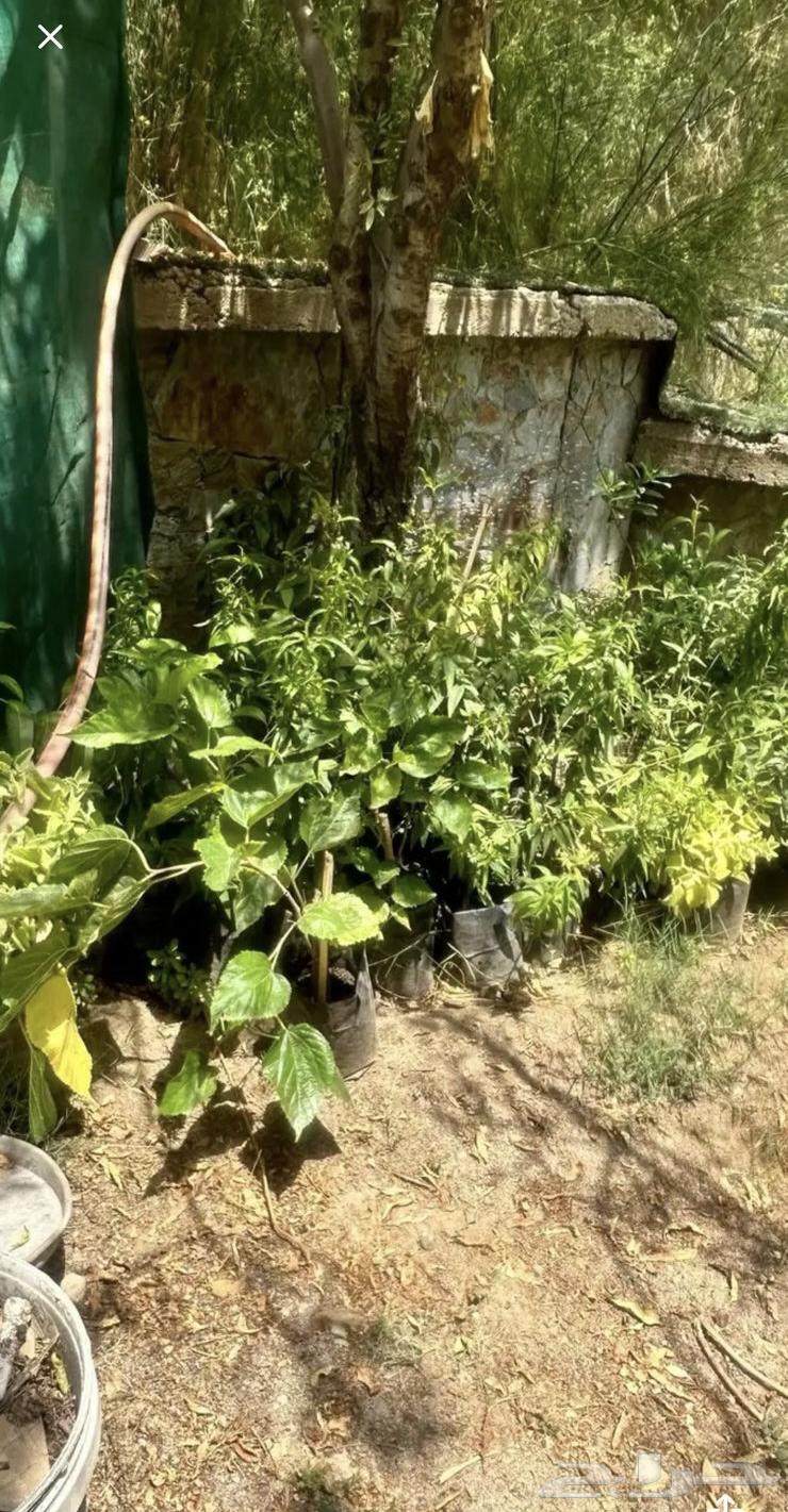 شتلات للبيع بالجمله كميه64440928084993111