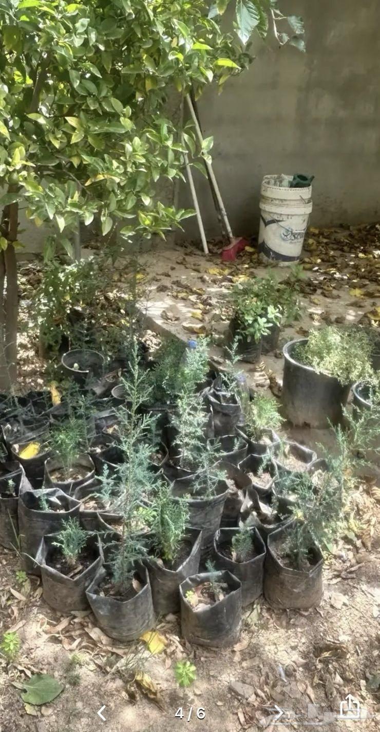 شتلات للبيع بالجمله كميه64440928084993113