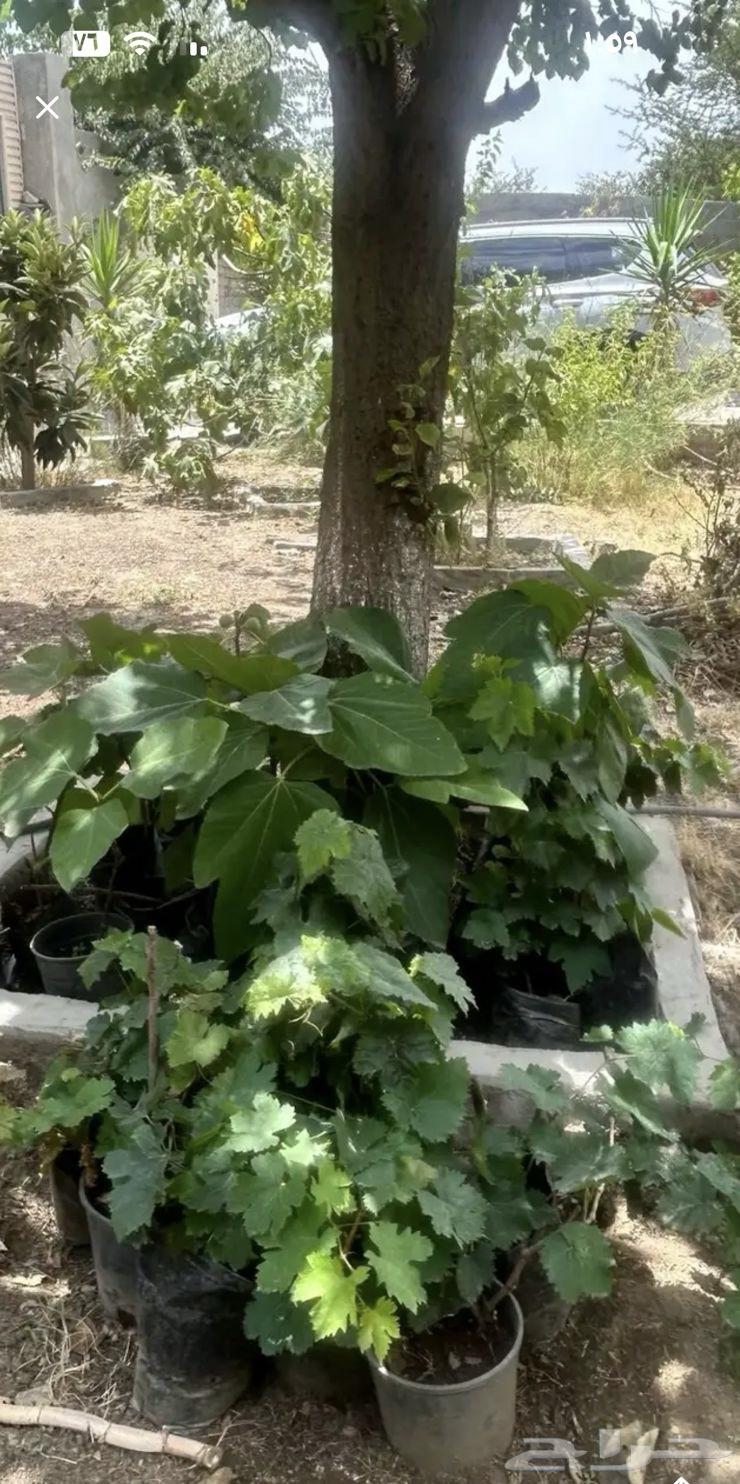 شتلات للبيع بالجمله كميه64440928084993114