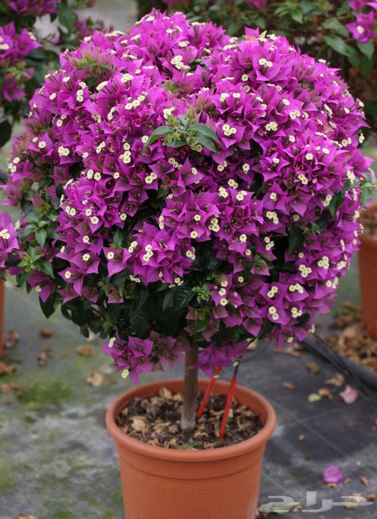 جهنميه جلابرا بنفسجي64437585005442110