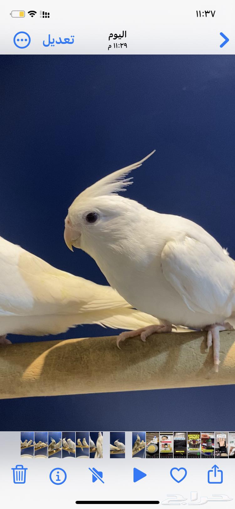 Pinno Crowns for Sale64442159168130113