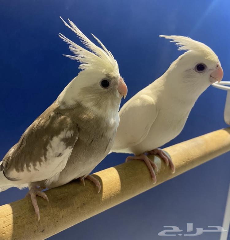 Pinno Crowns for Sale64442159168130111