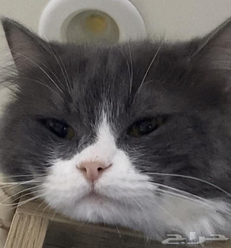 قط اليف ولعوب للبيع64435997673474114