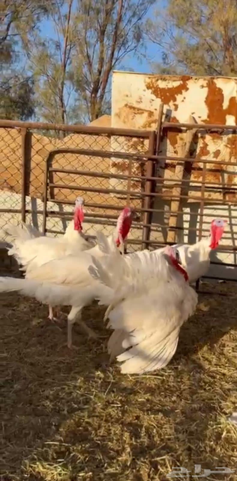 ديكه رومي فرنسي64434183195266111