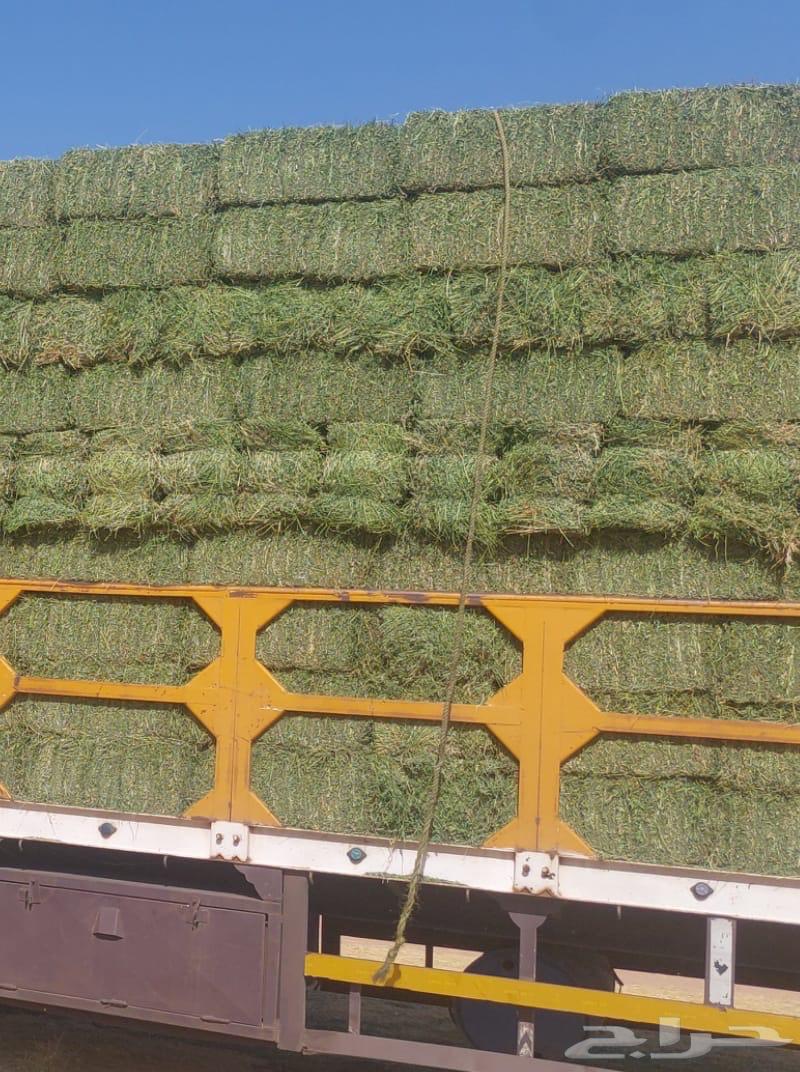 برسيم حايل64435327143809110