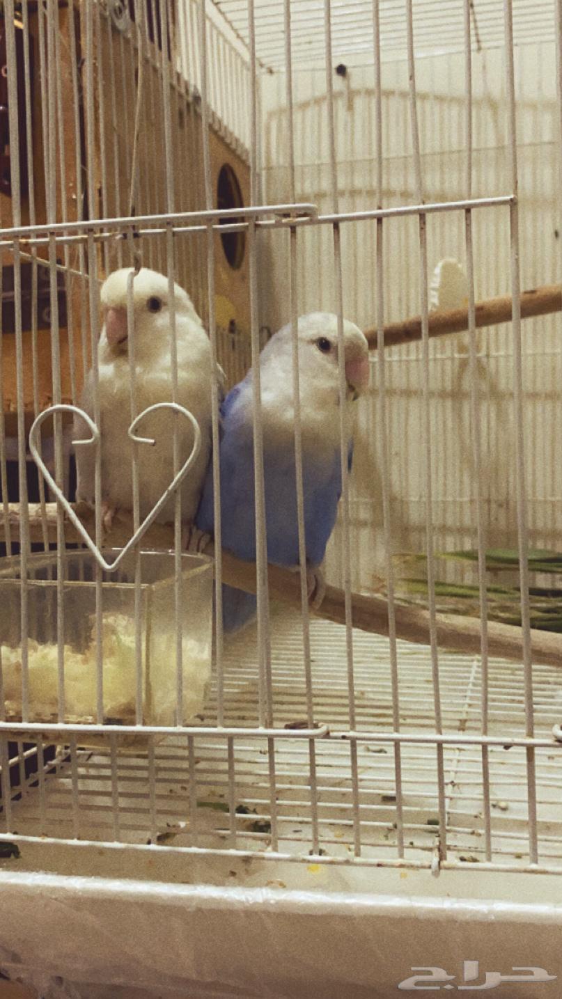 جوز روز مع فيتامينات64437625496322112