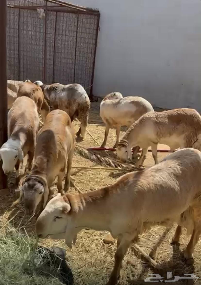 سواك للبيع64433793239683112