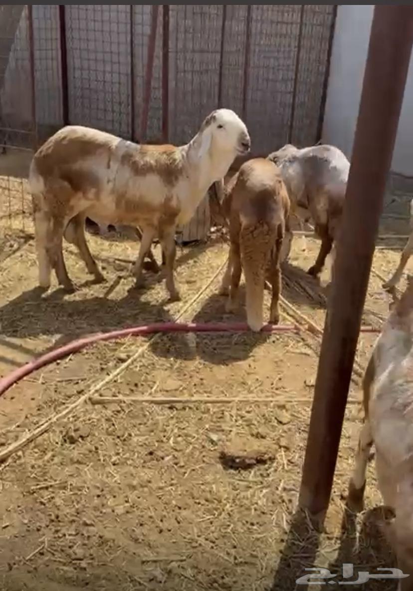 سواك للبيع64433793239683110