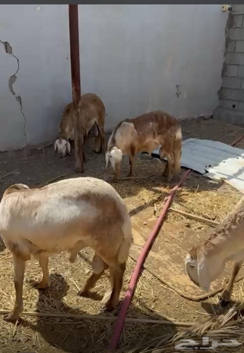 سواك للبيع64433793239683111