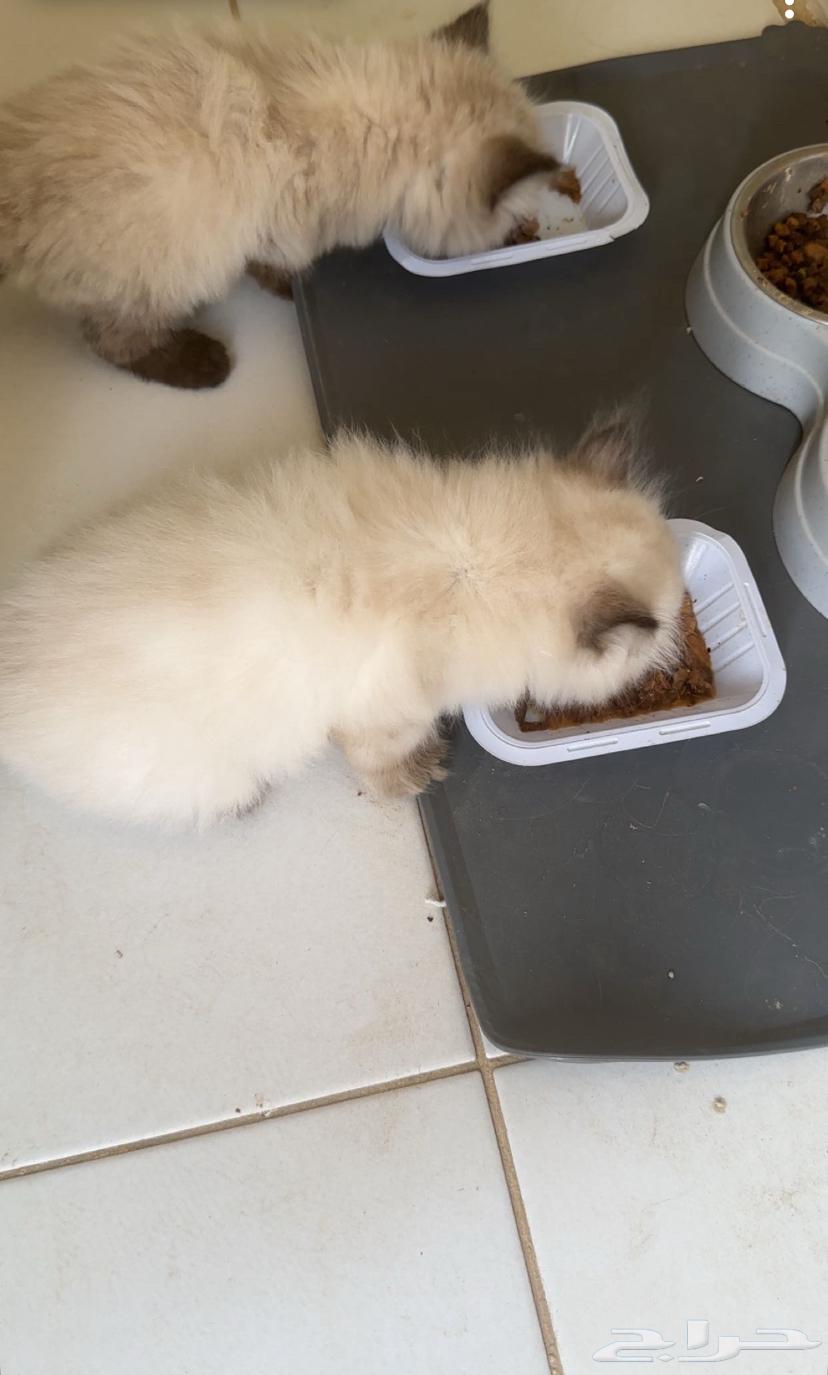 قطط للبيع64437504022786110