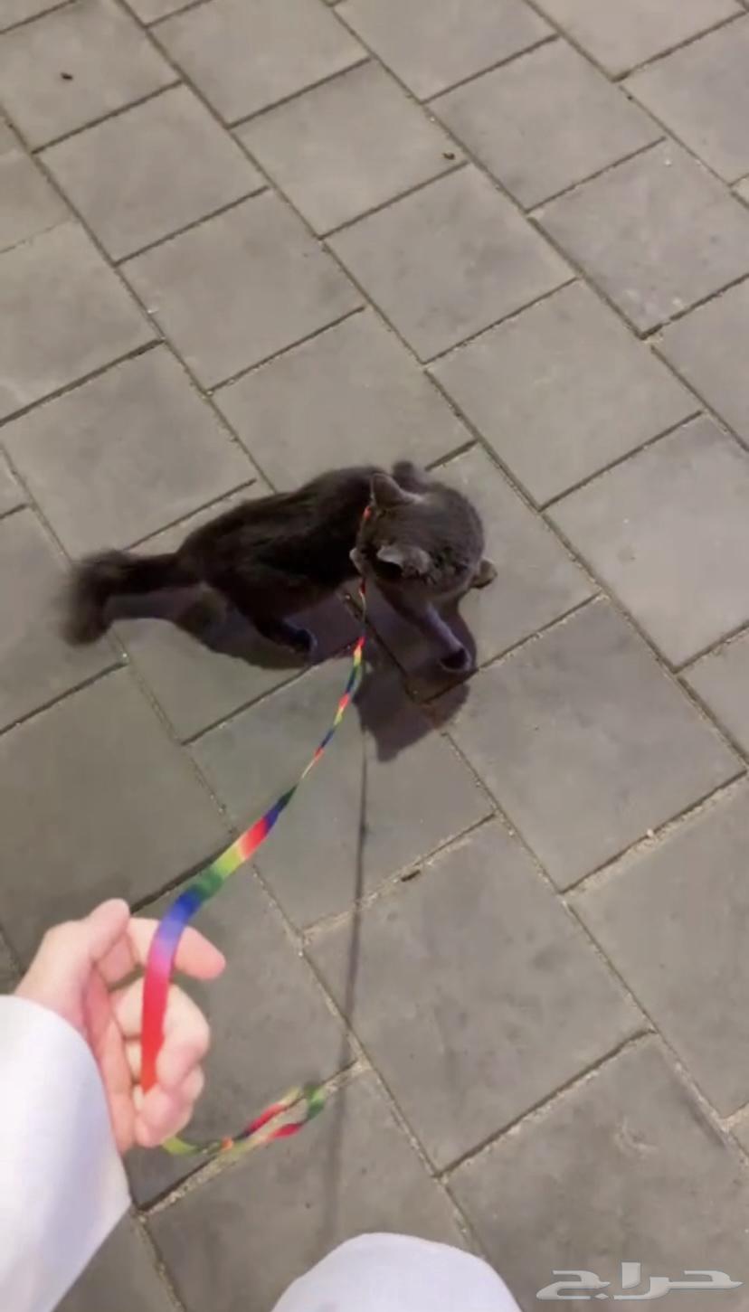 قطعة اللفة دلع للبيع64438002144897110