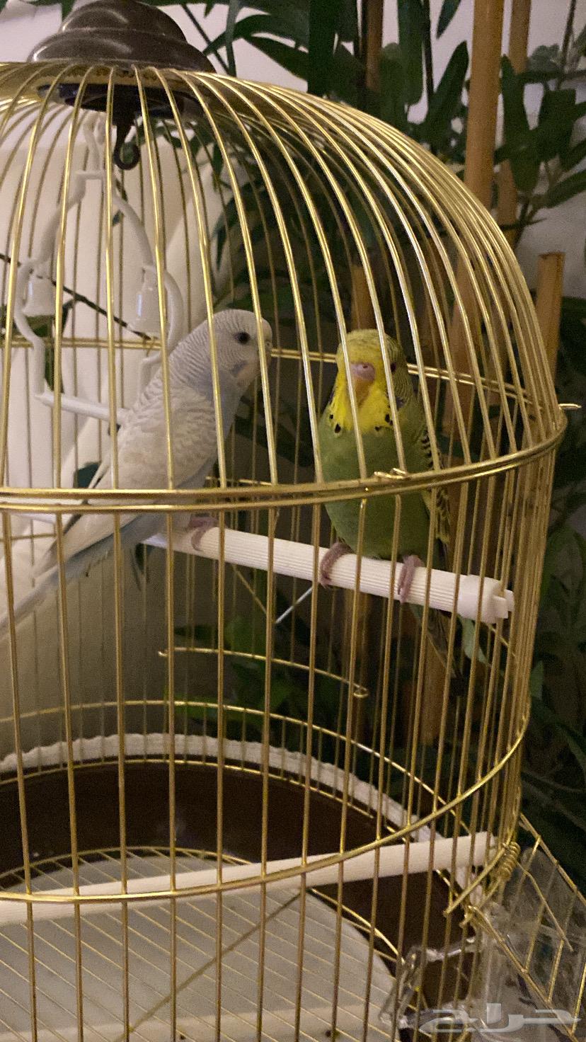 Budgerigar birds64441377552897110