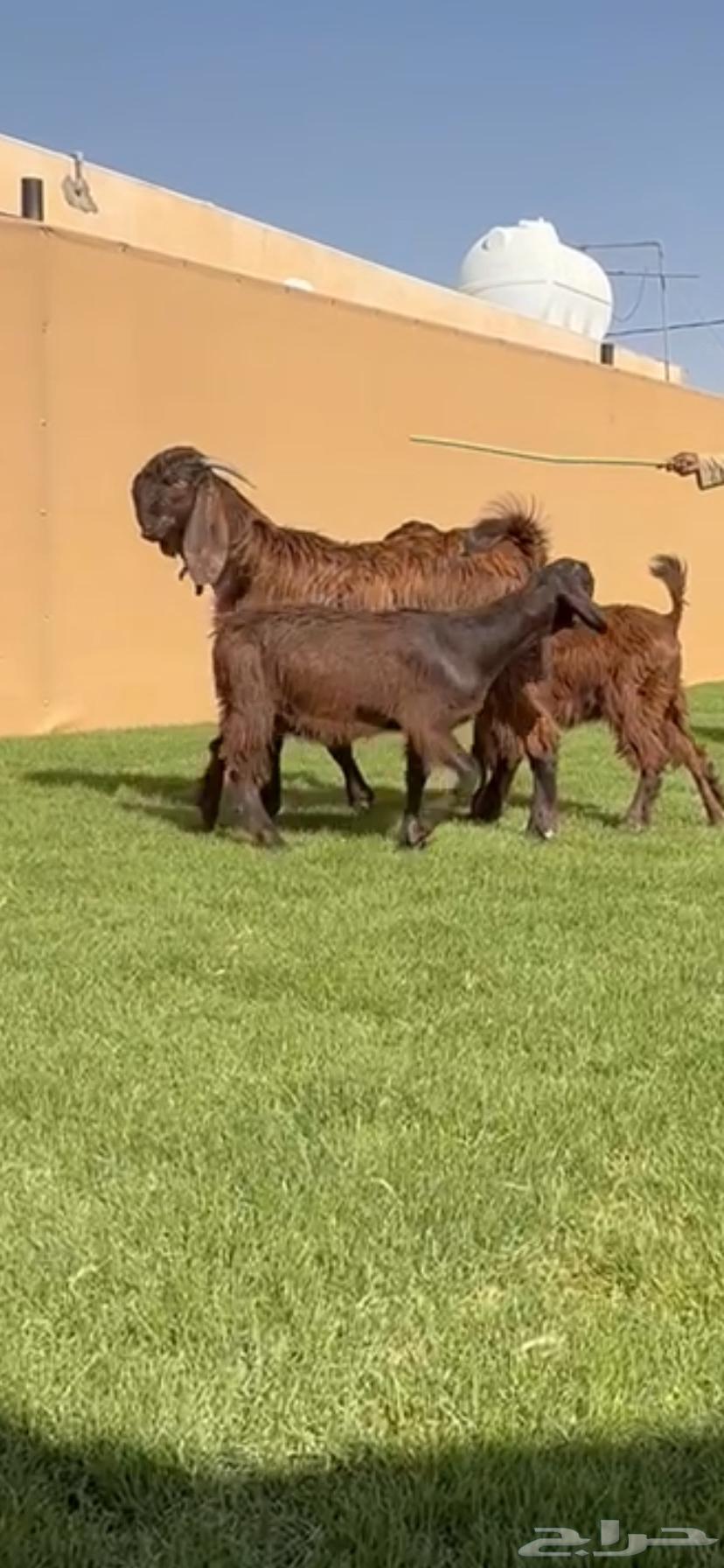 للبيع جفرات شوام دهم ومطورات بيض64435640523139114