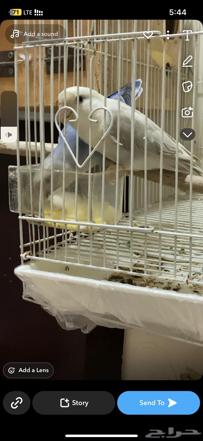 جوز روز مع فيتامينات64437625496322111