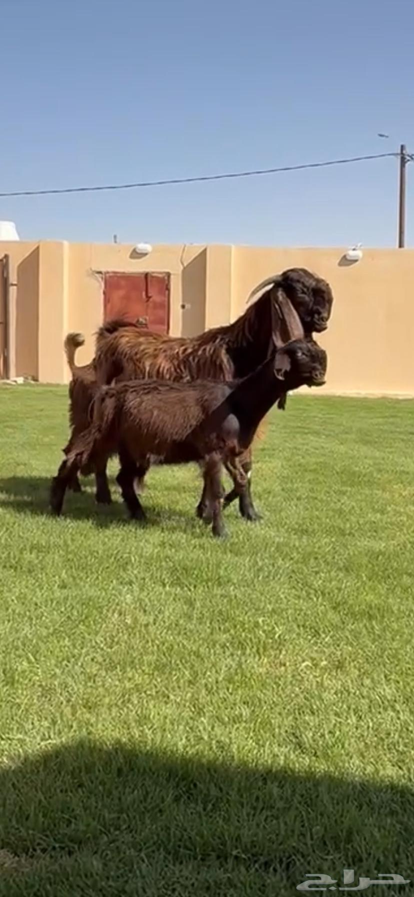 للبيع جفرات شوام دهم ومطورات بيض64435640523139112