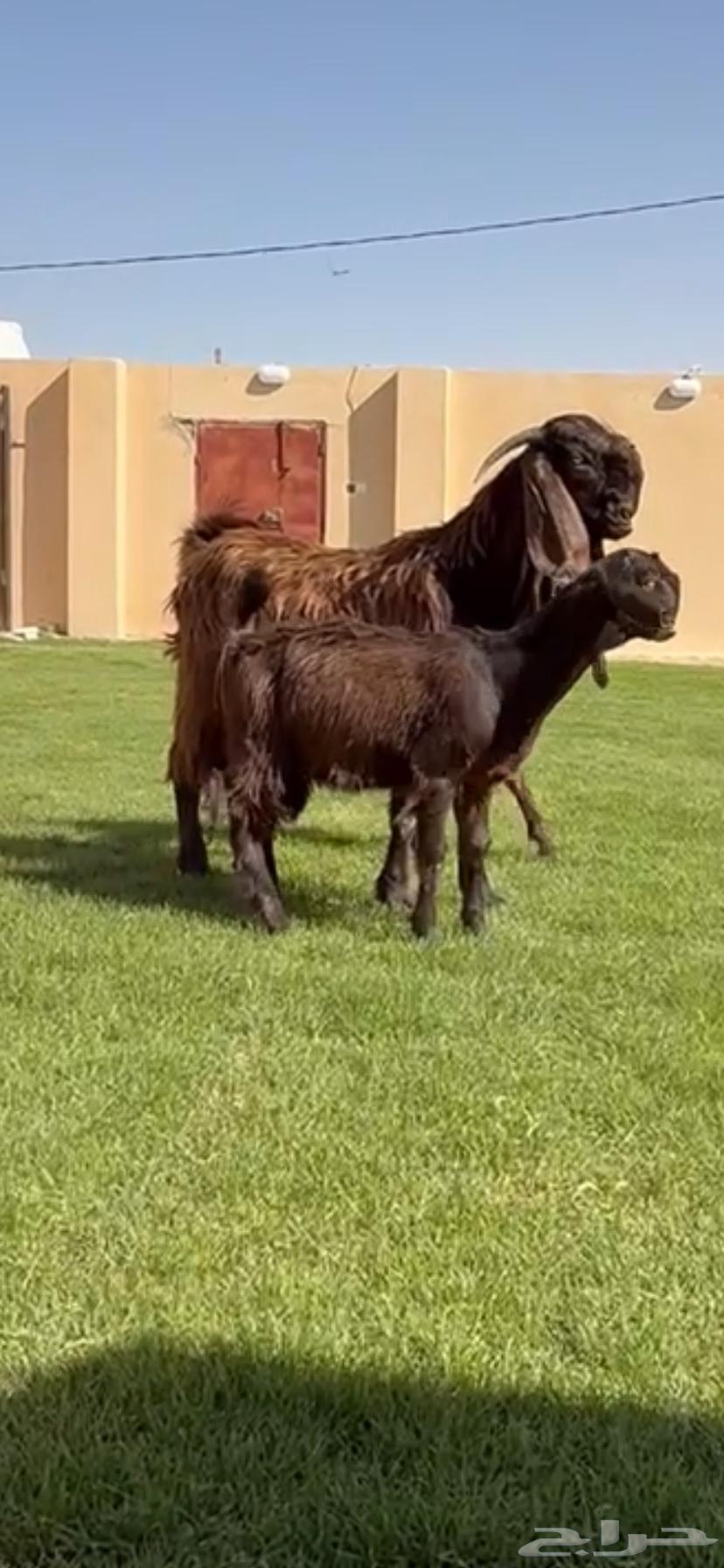 للبيع جفرات شوام دهم ومطورات بيض64435640523139113