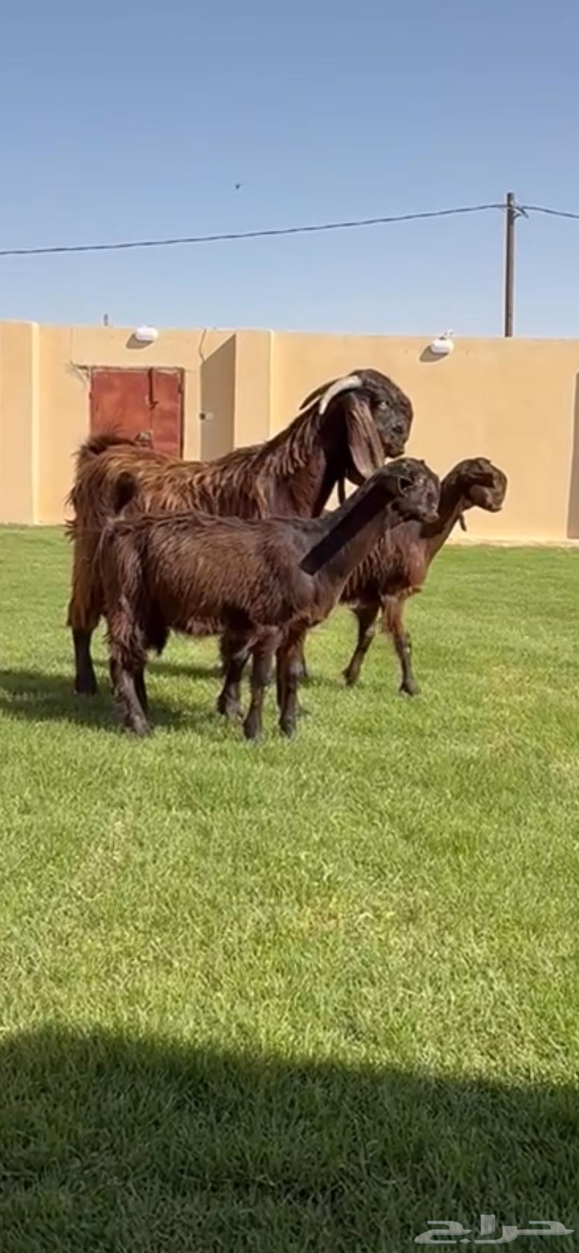 للبيع جفرات شوام دهم ومطورات بيض64435640523139111