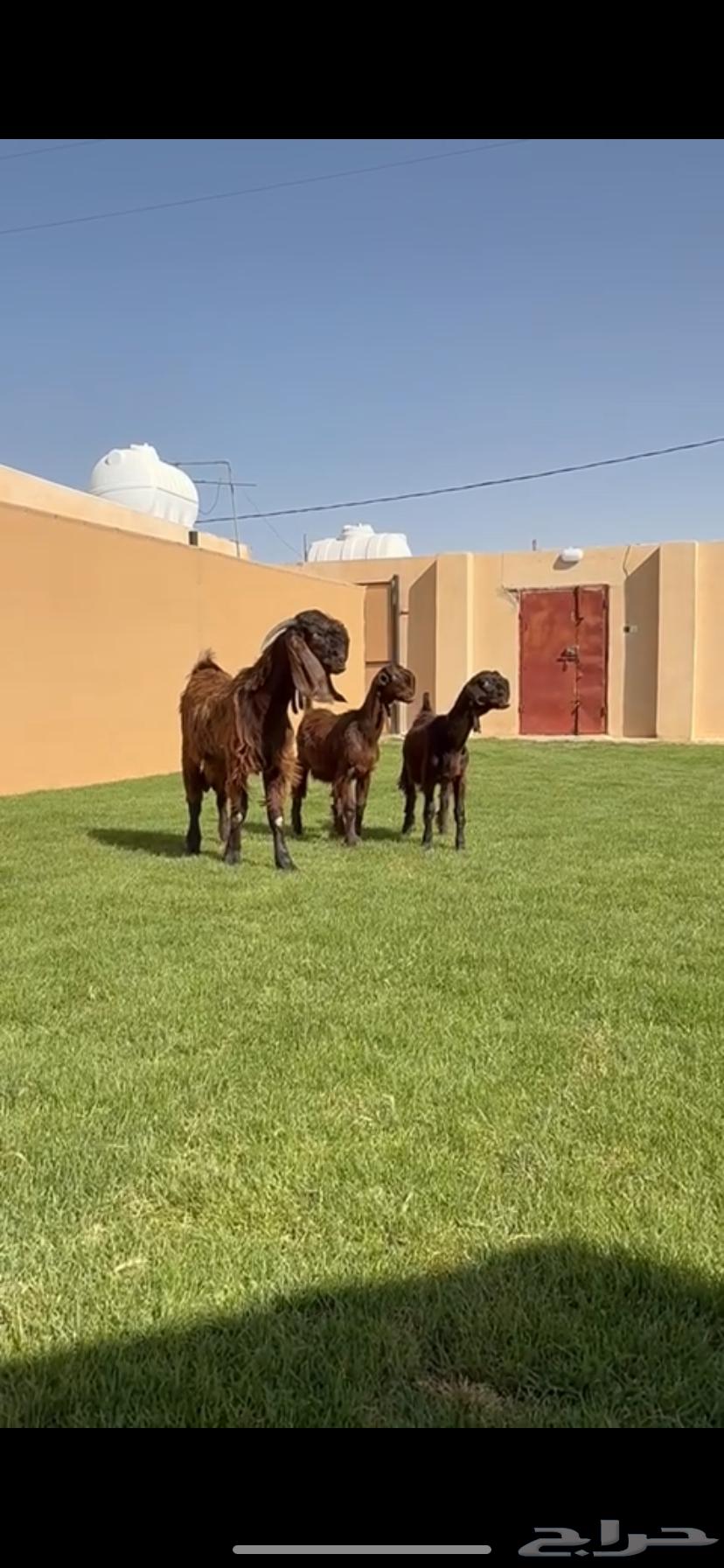 للبيع جفرات شوام دهم ومطورات بيض64435640523139110