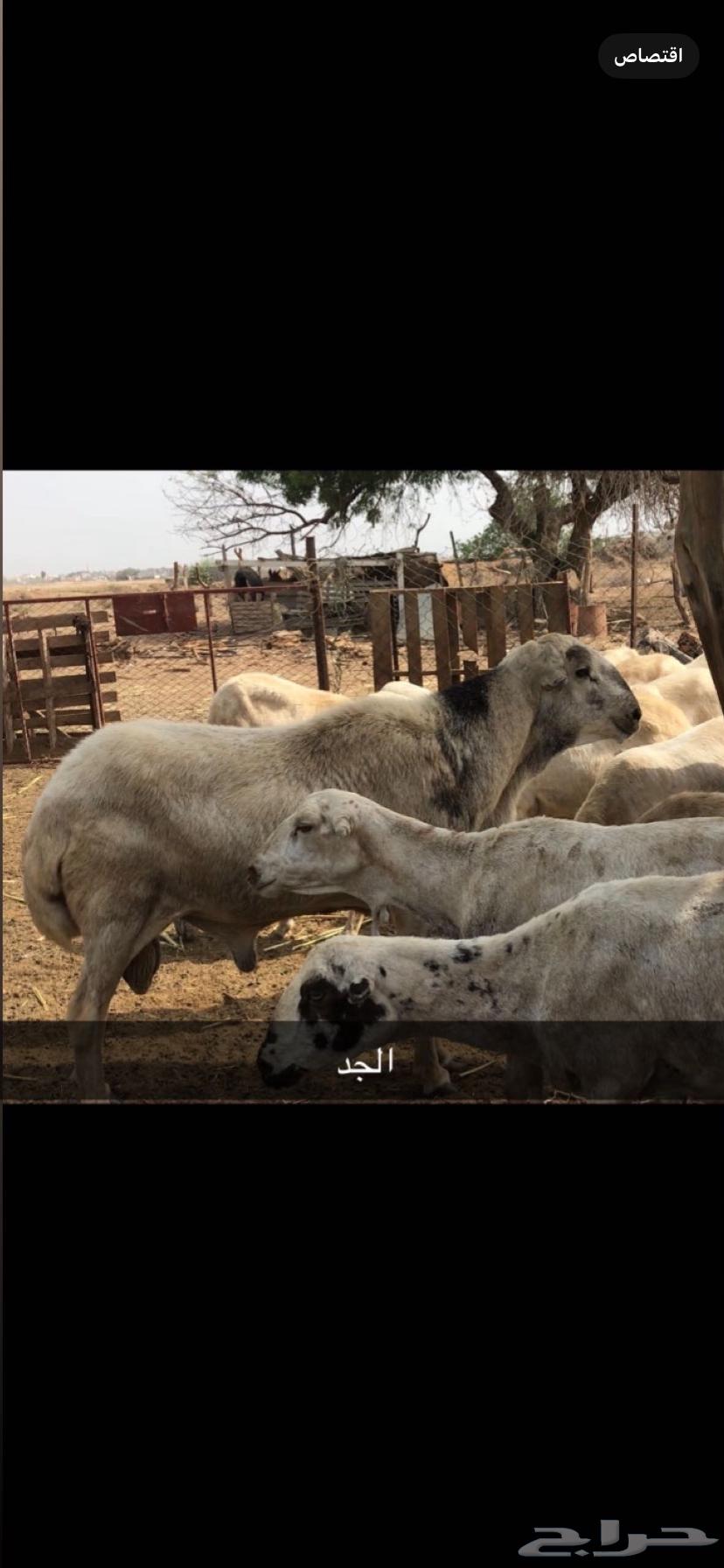 Sheep Stud Ram64438230389635114