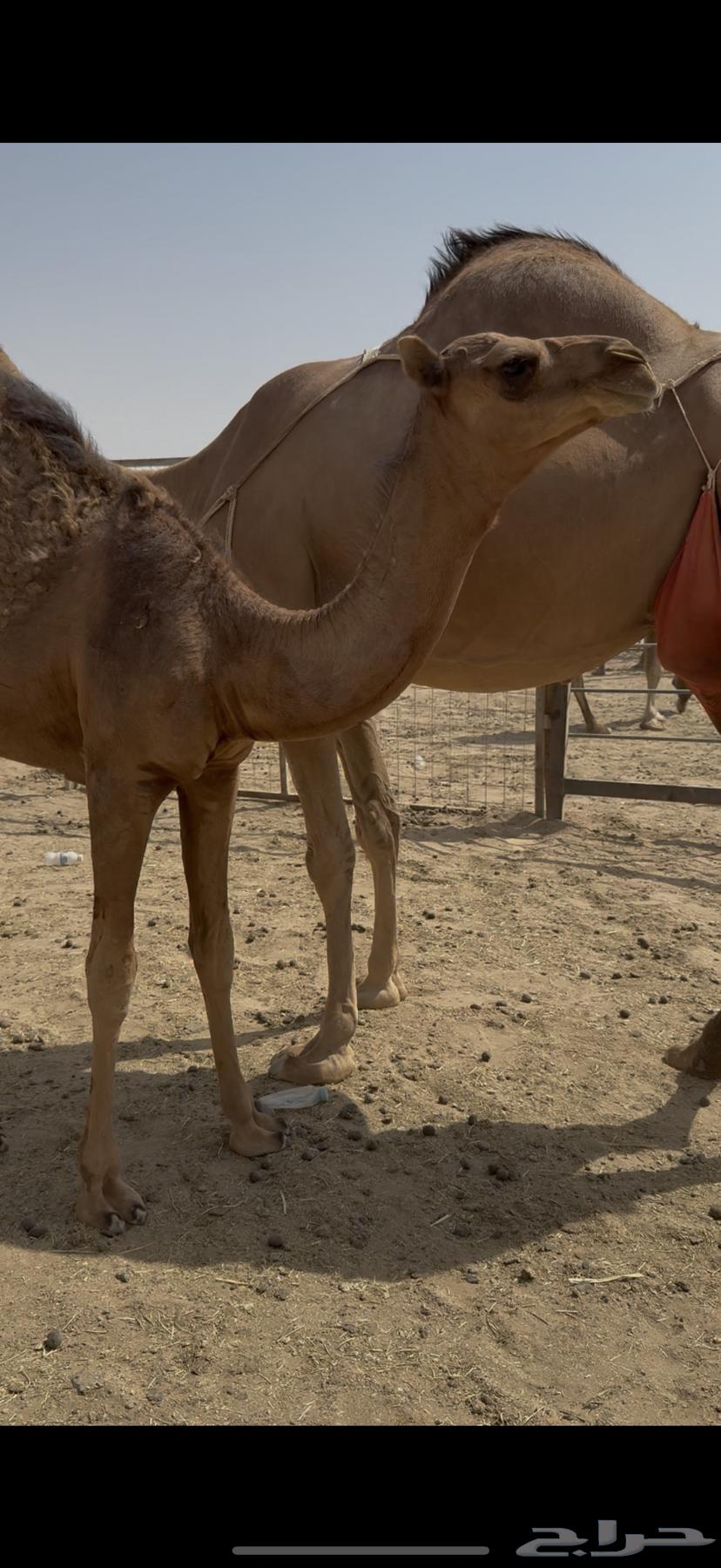 Single she-camel with a calf underneath64441089944067114