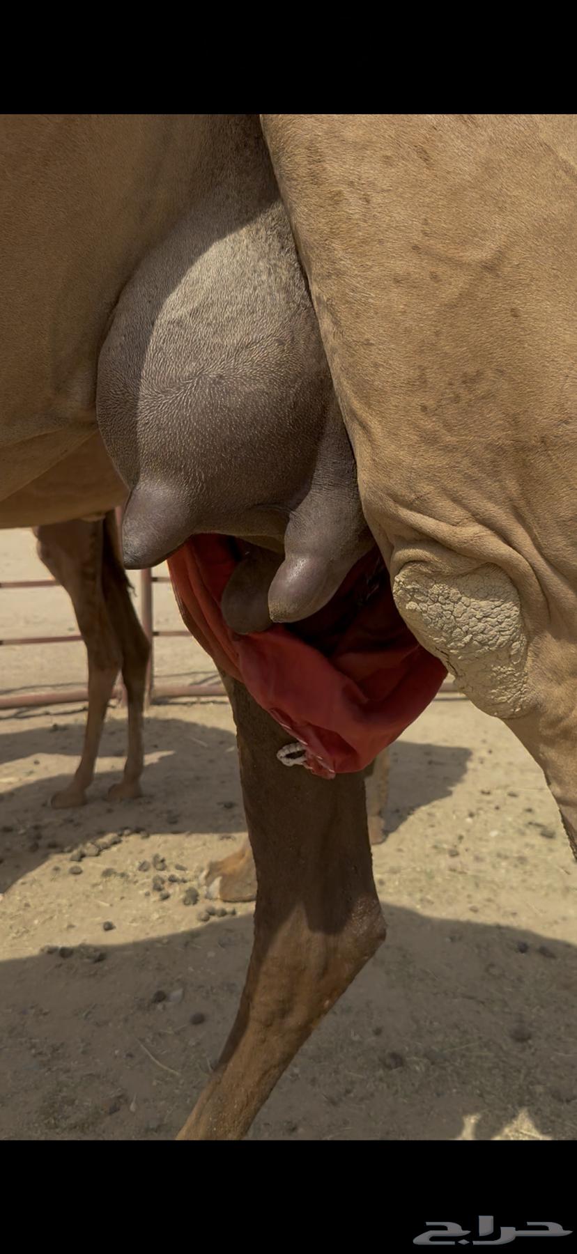 Single she-camel with a calf underneath64441089944067110