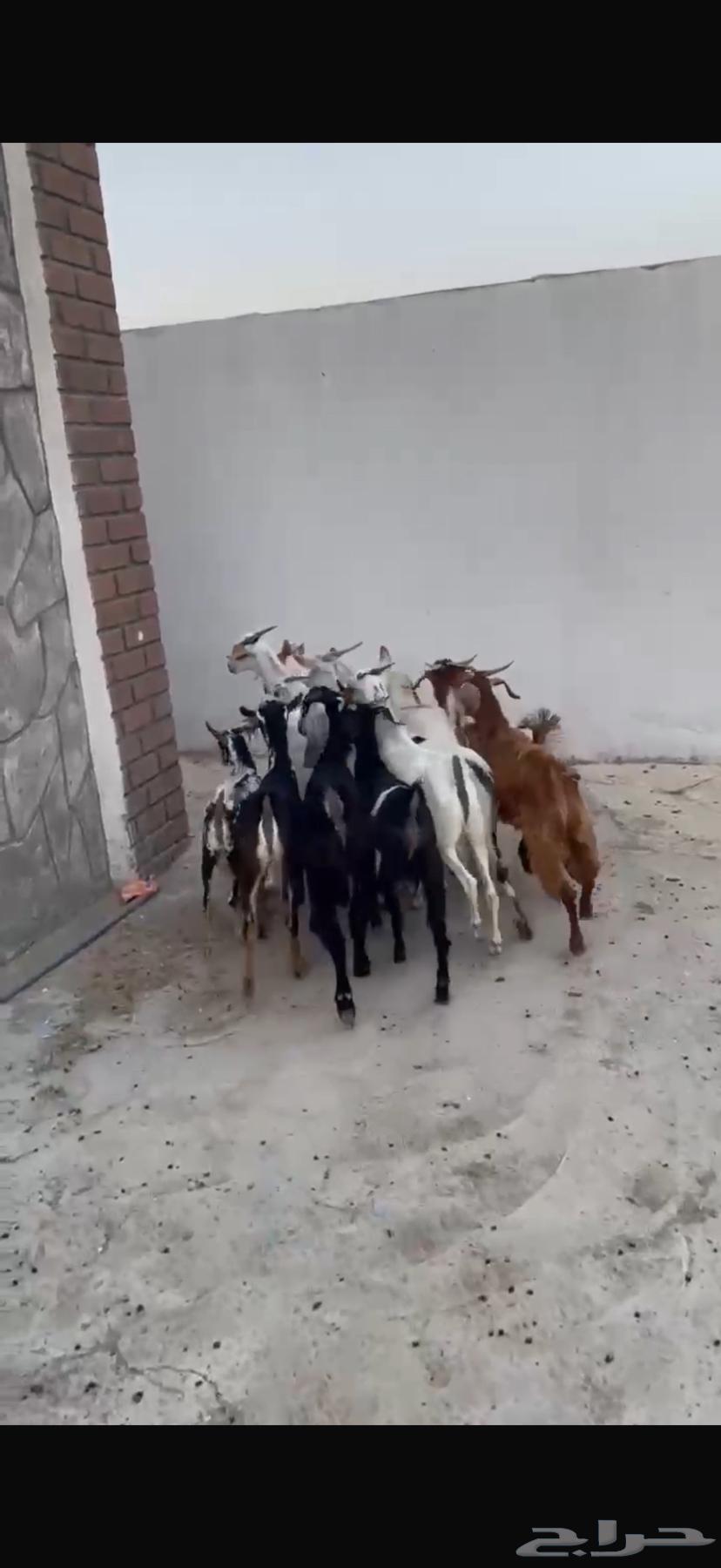 تيوس بلدي 13 راس64440873952003112